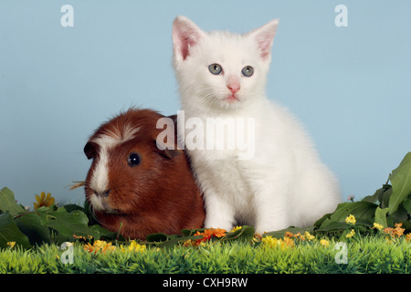 kitten & guinea pig Stock Photo