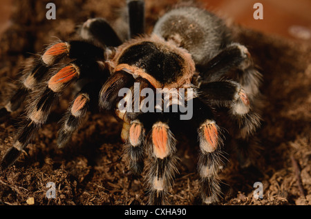 beautiful mature female Mexican red knee tarantula (Brachypelma smithi) eating