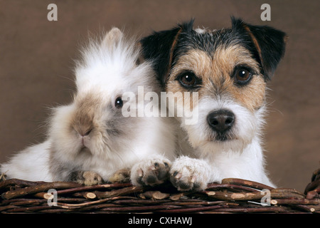 dog and bunny Stock Photo