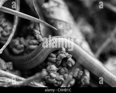 Lumbricus terrestris - Worm Stock Photo