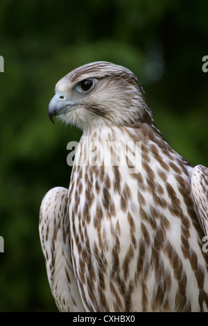 Saker falcon Stock Photo