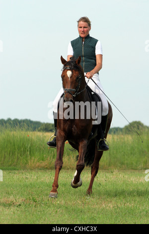 German Riding Pony stallion in dressage training Stock Photo