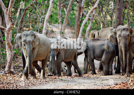 Wild elephants on road in Bijrani area in Jim Corbett Tiger Reserve, India. Stock Photo