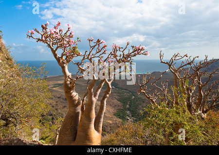 Desert rose tree, Socotra Island, Yemen Stock Photo