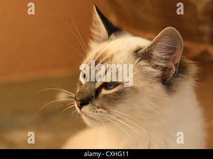 Cose-up image of a cat Stock Photo