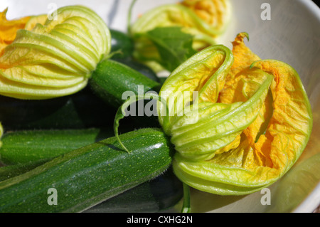 Close up shot of courgettes with their flowers. Stock Photo