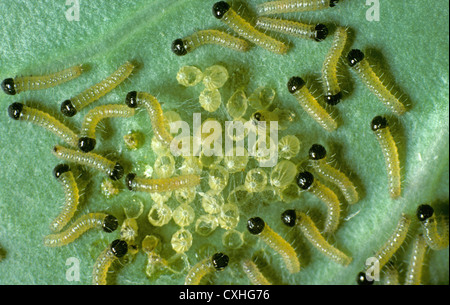 Young 1st instar large white butterfly (Pieris brassicae) caterpillars and eggs cases Stock Photo