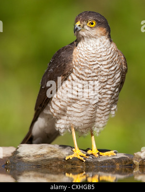 Eurasion sparrowhawk (Accipiter nisus) at the edge of a pool Stock Photo