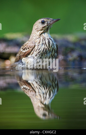 A tree pipet (Anthus trivialis) reflected in a forest pool while bathing Stock Photo