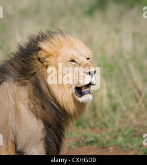 lion's head Stock Photo