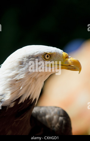 White head eagle Stock Photo - Alamy