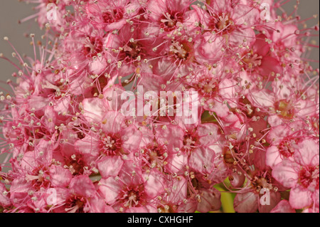 Flowers of garden shrub Spiraea japonica, pink flowers Stock Photo