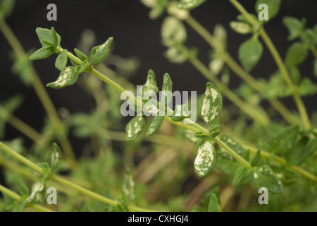Chrysanthemum leafhopper (Eupteryx melissae) damage to thyme leaves Stock Photo