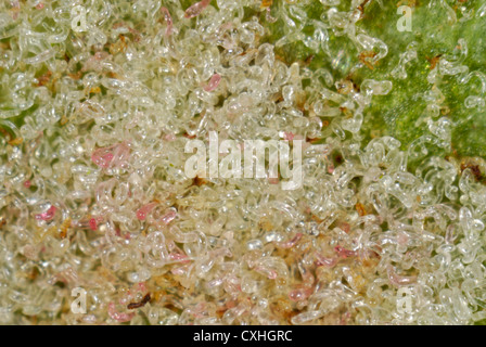 Eriophyiid mite (Eriophyes psilomerus) on the underside of a sycamore leaf Stock Photo