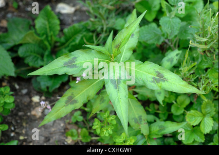 Redshank (Polygonum persicaria) plant with characteristic chevron spotted leaves Stock Photo