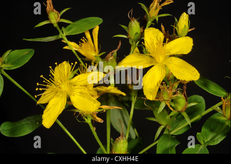 St John's wort Hypericum perforatum yellow flowers Stock Photo