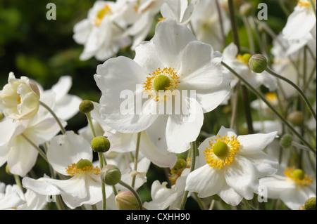 Anemone x hybrida 'Honorine Jobert' flowering plants Stock Photo