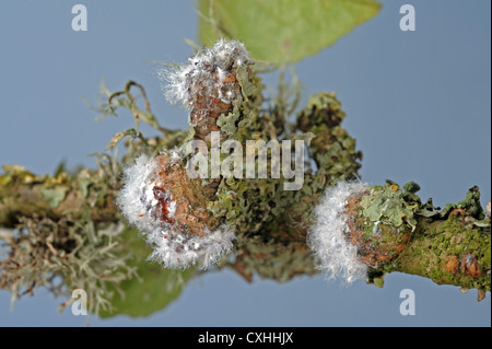 Woolly aphid Eriosoma lanigerum colony and scars with waxy extrusions and aphids on apple wood Stock Photo