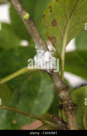 Woolly aphid Eriosoma lanigerum colony and waxy extrusions on apple wood Stock Photo