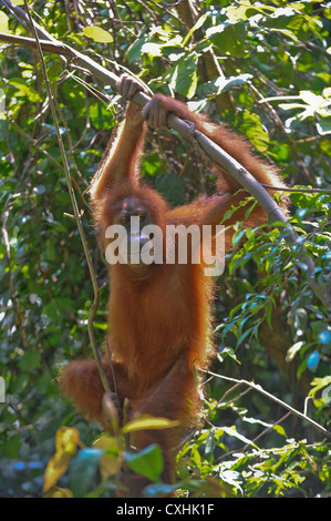 sumatran orangutan Stock Photo
