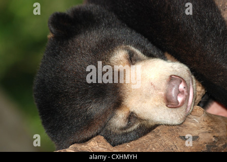 sleeping sun bear Stock Photo