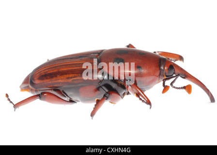 weevil snout beetle Stock Photo