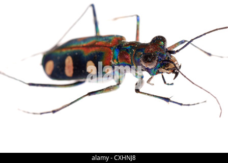 insect tiger beetle Stock Photo