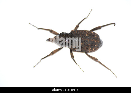 insect snout beetle Stock Photo