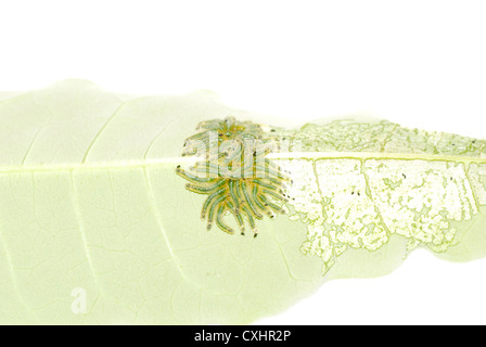 group of butterfly caterpillar bug on leaf Stock Photo