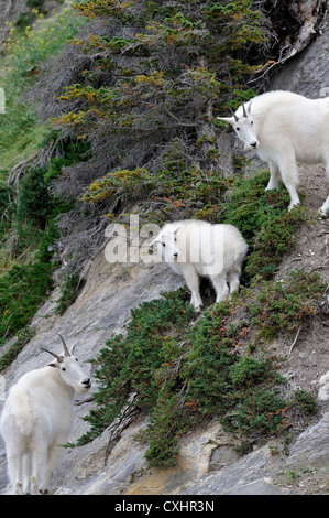 Three wild mountain goats Stock Photo