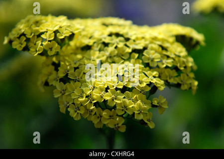 achillea millefolium credo yellow yarrow flower bloom blossom herbaceous perennial summer flowering Stock Photo