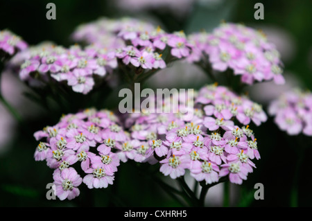 achillea millefolium lilac beauty pink yarrow flower bloom blossom herbaceous perennial summer flowering Stock Photo