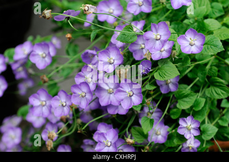 campanula carpatica samantha bellflower blue purple flower flowers blooms american harebell carpatian bell-flower campanulas Stock Photo