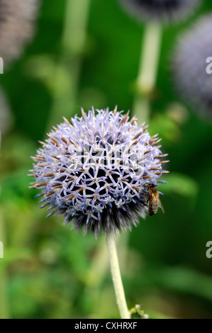 echinops bannaticus blue flower bumble bee globe thistle perennials flowers plant portraits spikey purple blue summer closeup Stock Photo