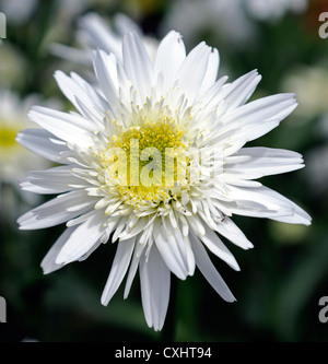 leucanthemum x superbum wirral supreme agm summer july closeup plant portraits white flowers petals double shasta daisy daisies Stock Photo