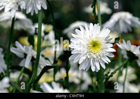 leucanthemum x superbum wirral supreme agm summer july closeup plant portraits white flowers petals double shasta daisy daisies Stock Photo