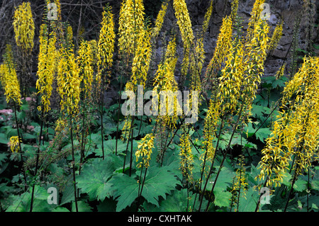 ligularia stenocephala the rocket agm spires summer yellow perennials flowers petals plant portraits closeup Stock Photo