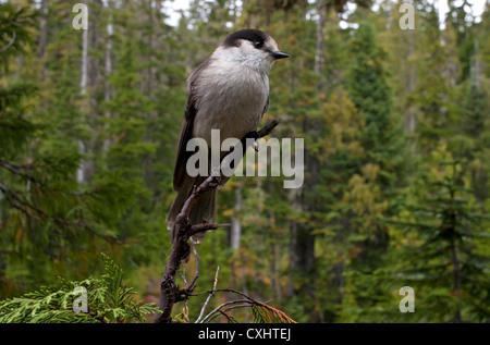 Gray Jay (Perisoreus canadensis) perched in a tree at Paradise Meadows Strathcona, Vancouver Island, BC,Canada in September Stock Photo