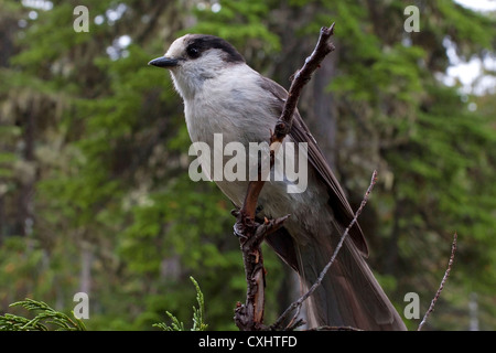 Gray Jay (Perisoreus canadensis) perched in a tree at Paradise Meadows Strathcona, Vancouver Island, BC,Canada in September Stock Photo