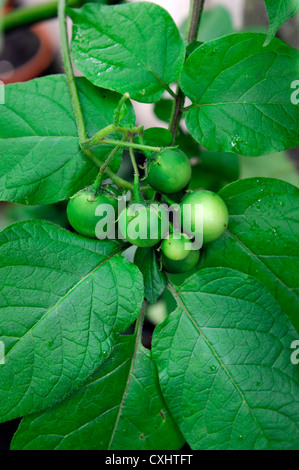 aerial potato potatoes tuber tubers symptom indicate indicative indicator rot damage black scurf Rhizoctonia solani infection Stock Photo