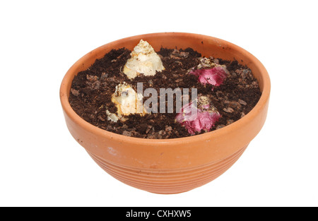 Hyacinth bulbs in a terracotta plant pot isolated against white Stock Photo