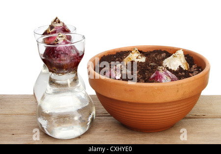 Hyacinth bulbs in glasses and a terracotta pot on a wooden bench Stock Photo