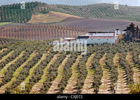 Olive grove Antequera Malaga Andalusia Spain campo de olivos y cortijo en la comarca de antequera malaga andalucia españa Stock Photo