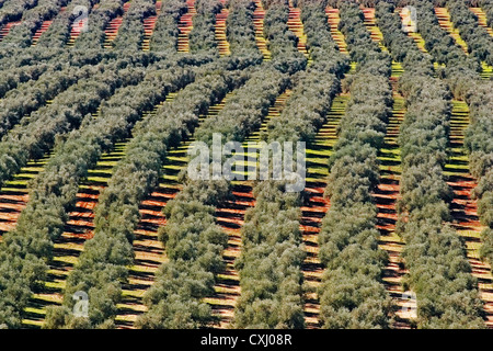Olive grove Antequera Malaga Andalusia Spain Campo de olivos Comarca de Antequera Malaga Andalucia España Stock Photo