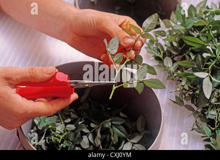 preparing rose cuttings in a glasshouse preparando esquejes o estacas de rosas en un invernadero Stock Photo