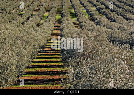 olive grove Antequera Malaga Andalusia Spain campo de olivos en la comarca de antequera malaga andalucia españa Stock Photo
