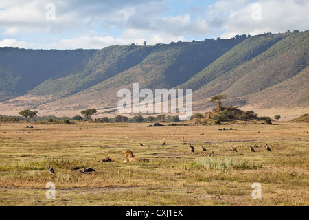 Protecting Lunch, A large male lion defends his kill from circling scavengers. Stock Photo