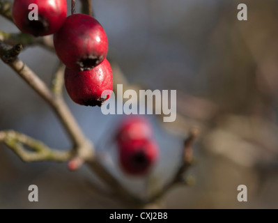 Common hawthorn or single-seeded hawthorn (Crataegus monogyna) fruit Stock Photo
