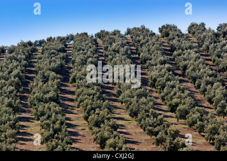 Olive grove Antequera Malaga Andalusia Spain Campo de olivos Comarca de Antequera Malaga Andalucia España Stock Photo