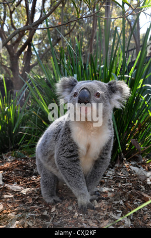Koala, adult male Stock Photo